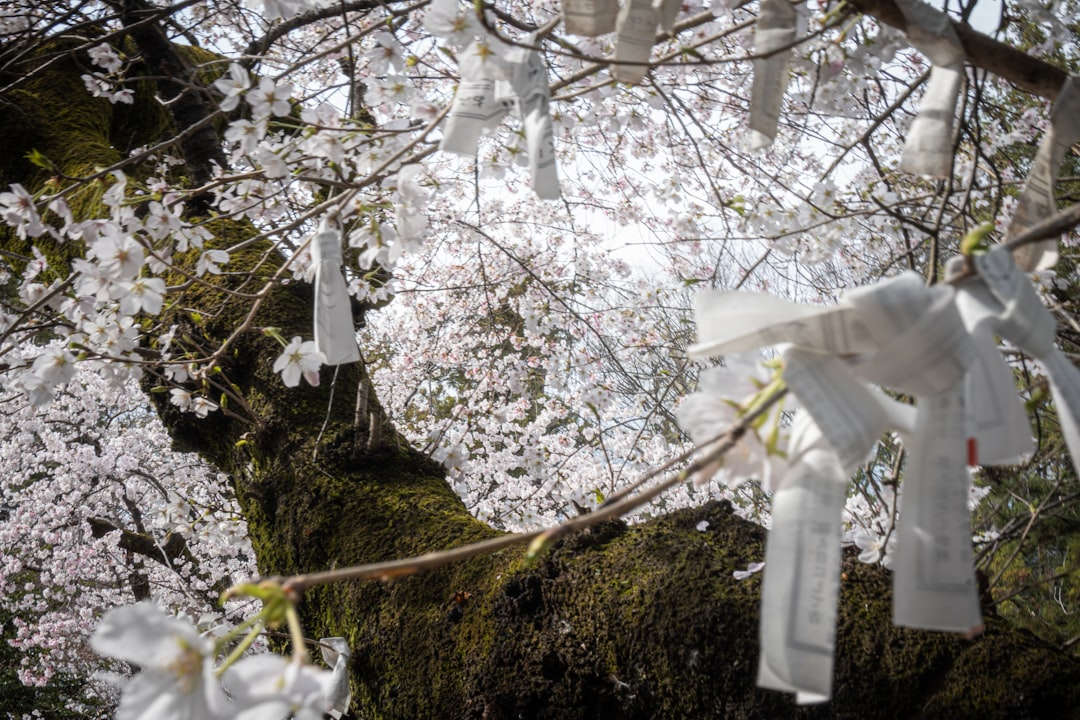 山形県の桜名所ガイド - 春の絶景を楽しむためのおすすめスポット