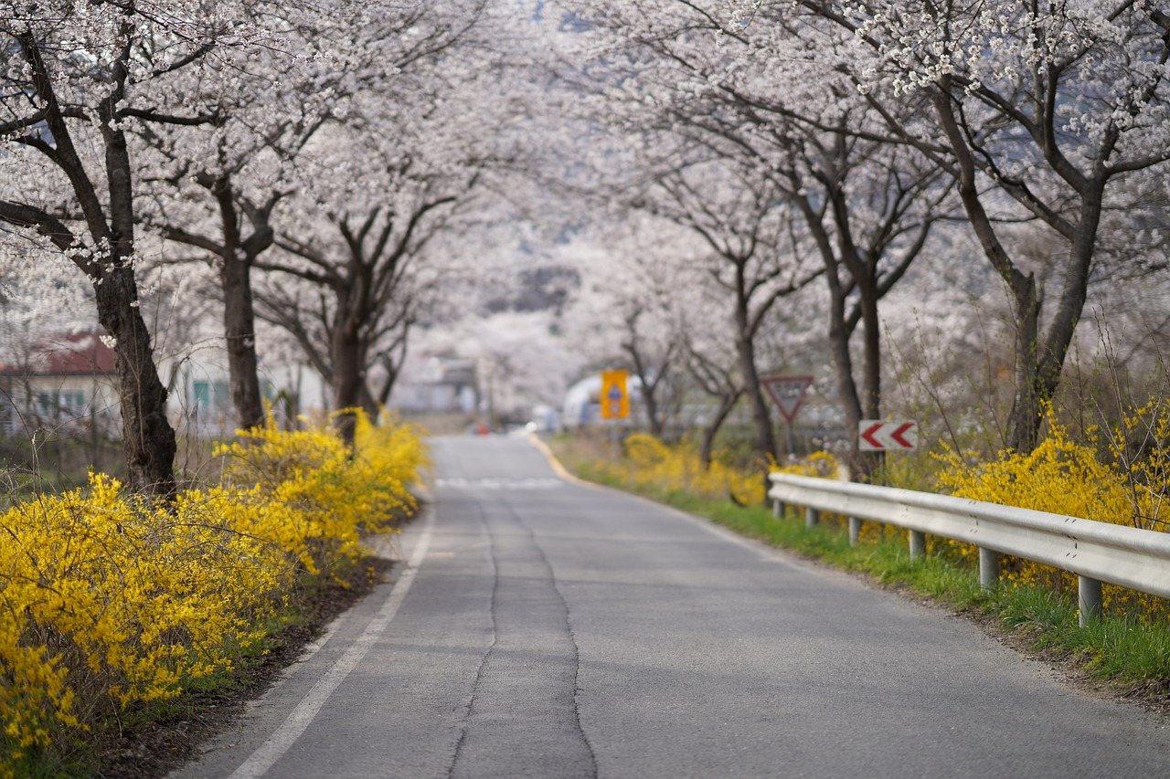 福島県いわき市の桜名所完全ガイド：美しいお花見スポットを巡る旅