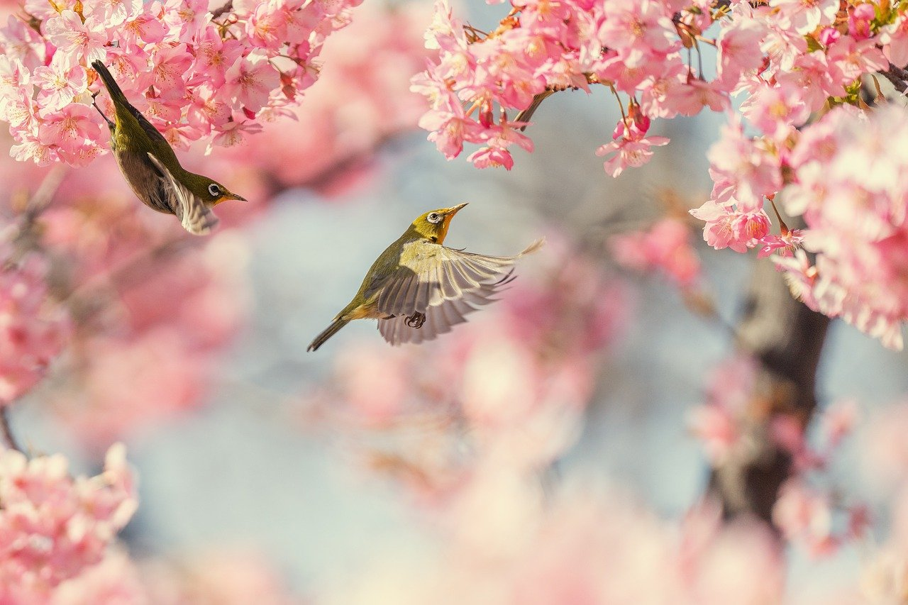 2025年版 岡山の桜名所完全ガイド：春の絶景スポットと見頃情報