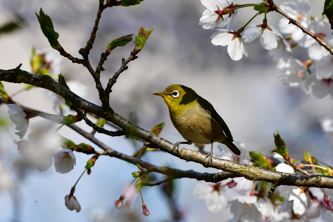 滋賀県の桜名所2024年版：春の絶景スポットを巡る旅