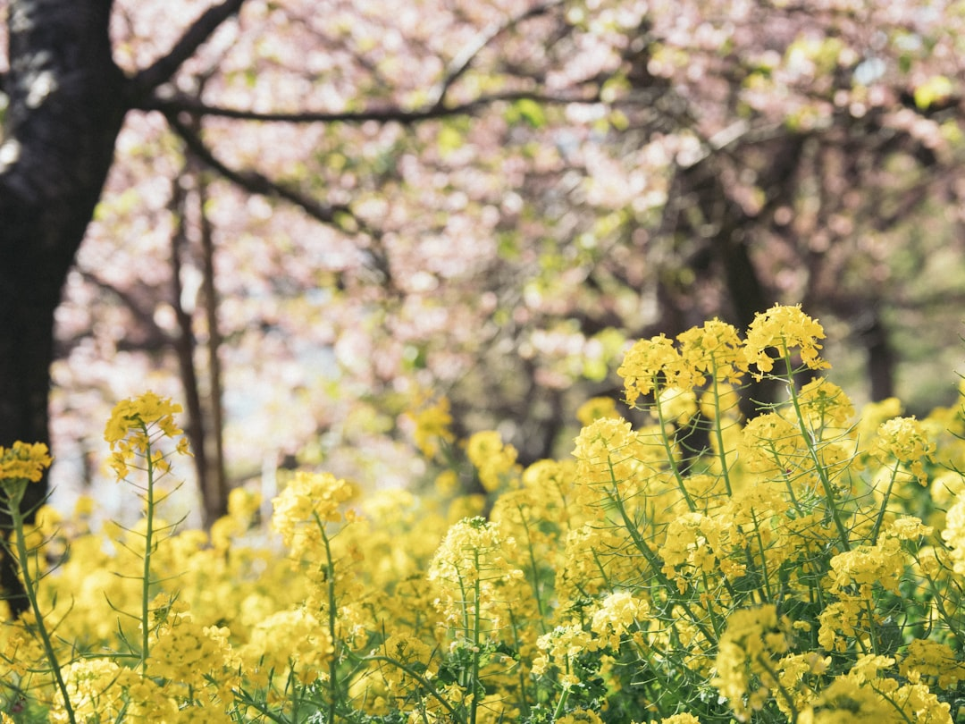 兵庫県の桜名所ベスト10：春に訪れたい美しいスポット