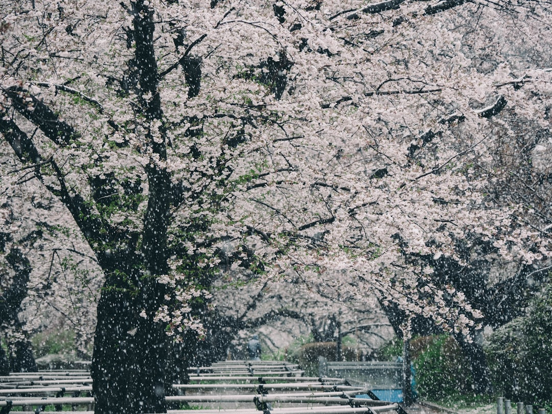 【東京】特別展「桜 さくら SAKURA 2025 ー美術館でお花見！ー」の魅力を探る