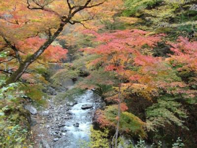 出典：「中津峡の紅葉(埼玉県) ｜紅葉名所2024⧉」｜紅葉名所2024
https://koyo.walkerplus.com/detail/ar0311e12857/