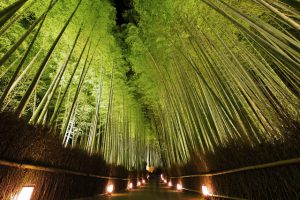 竹林の道