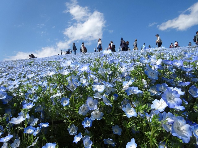 Chiba