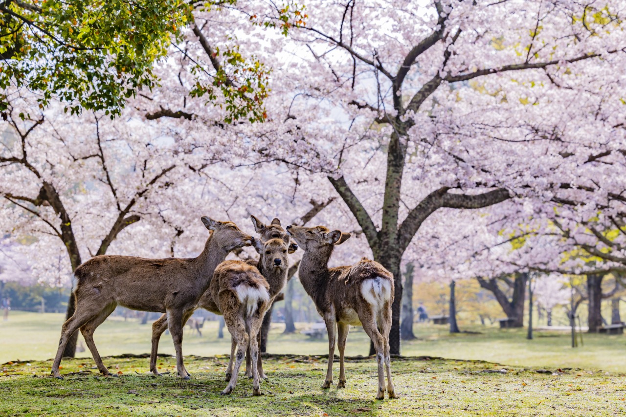 奈良公園