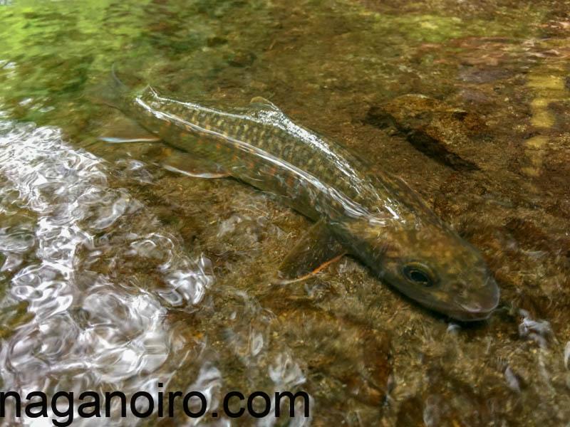 雑魚川