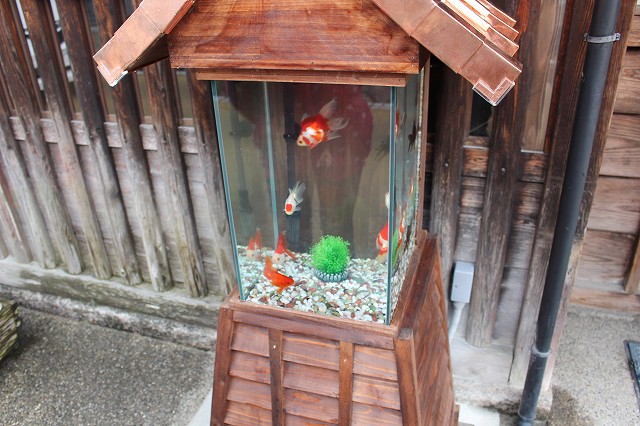 金魚かすてら