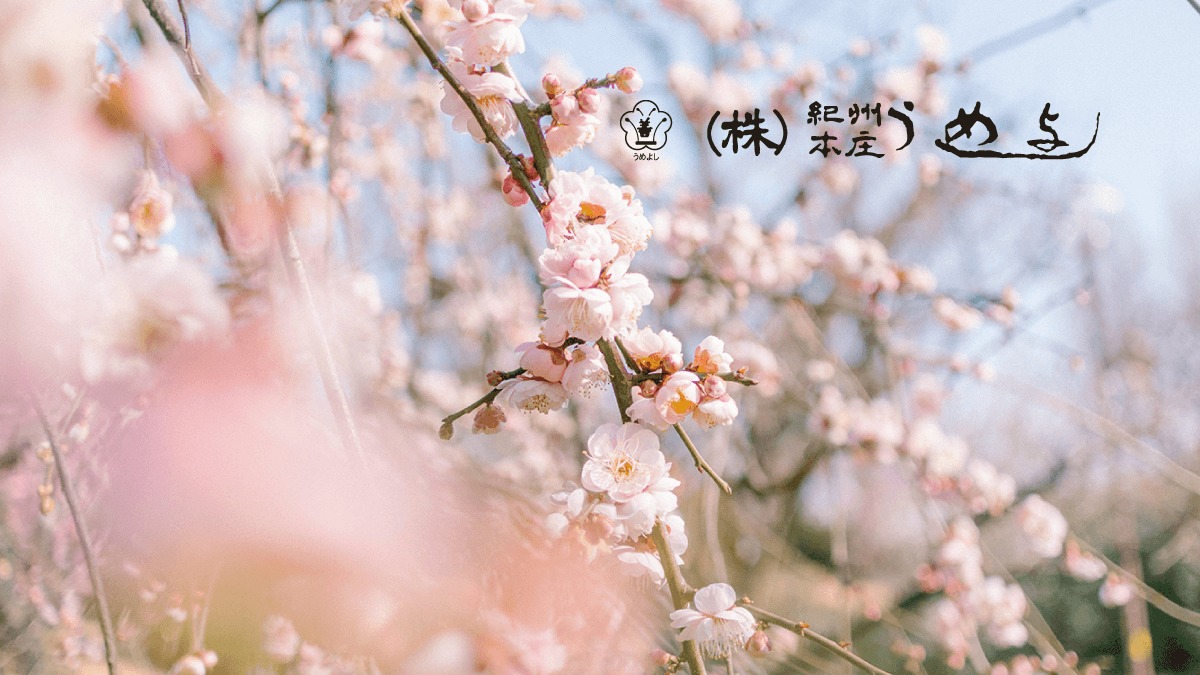 南高梅
