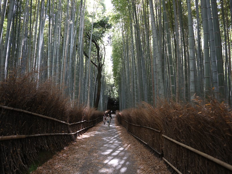 竹林の小径