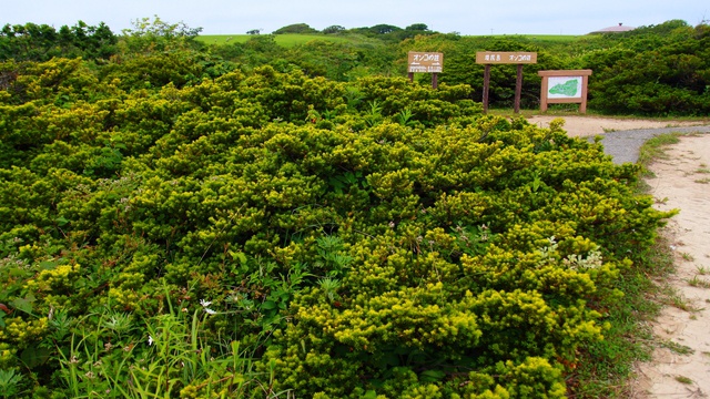 雲雀ヶ丘公園