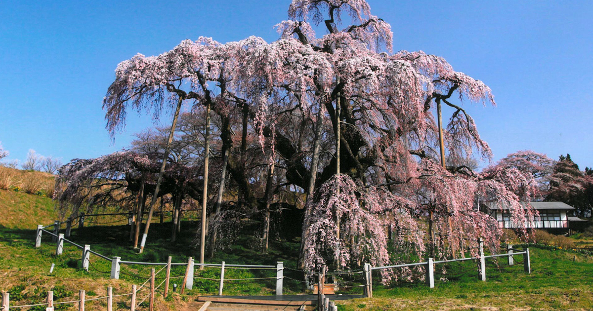 三春滝桜