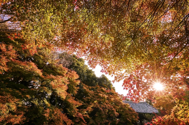 不退寺