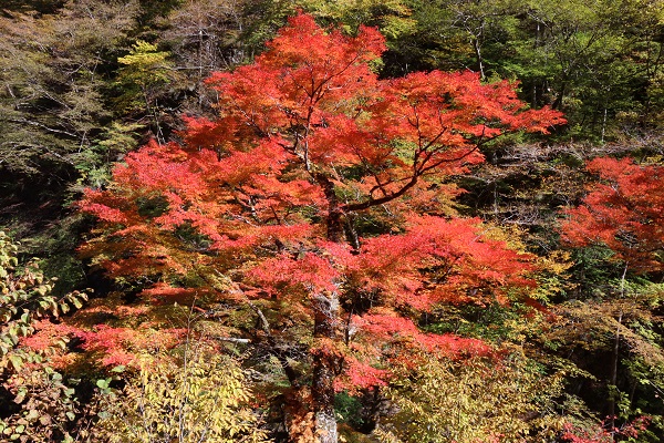 中津峡