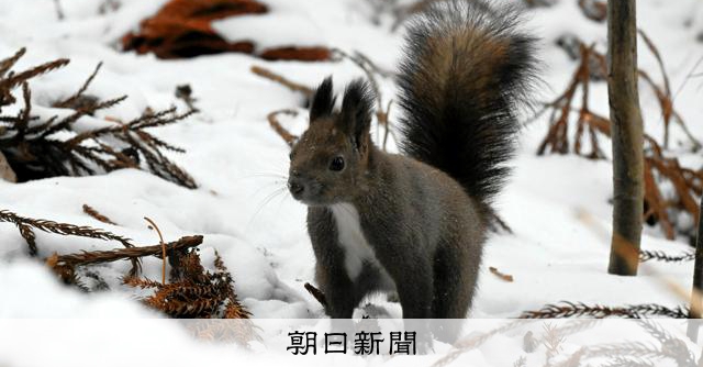 エゾリス