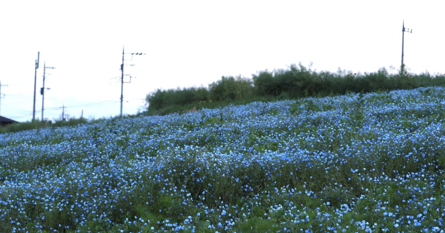 鼻高展望花の丘