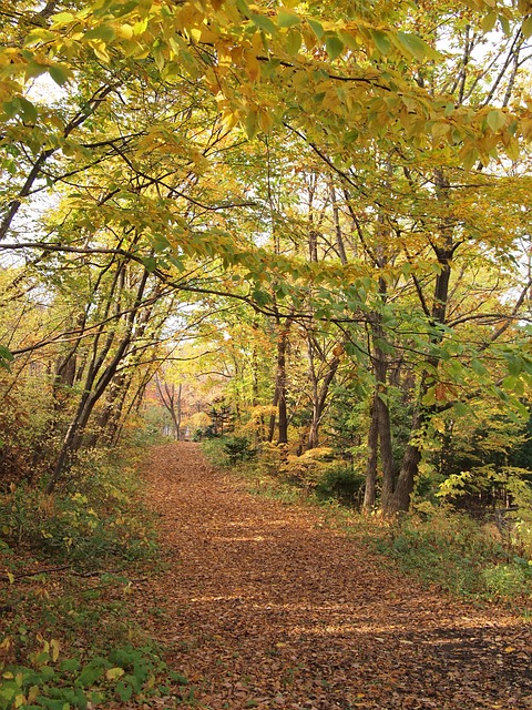 Sapporo autumn leaves