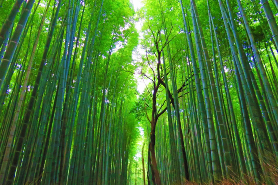 竹林の小径