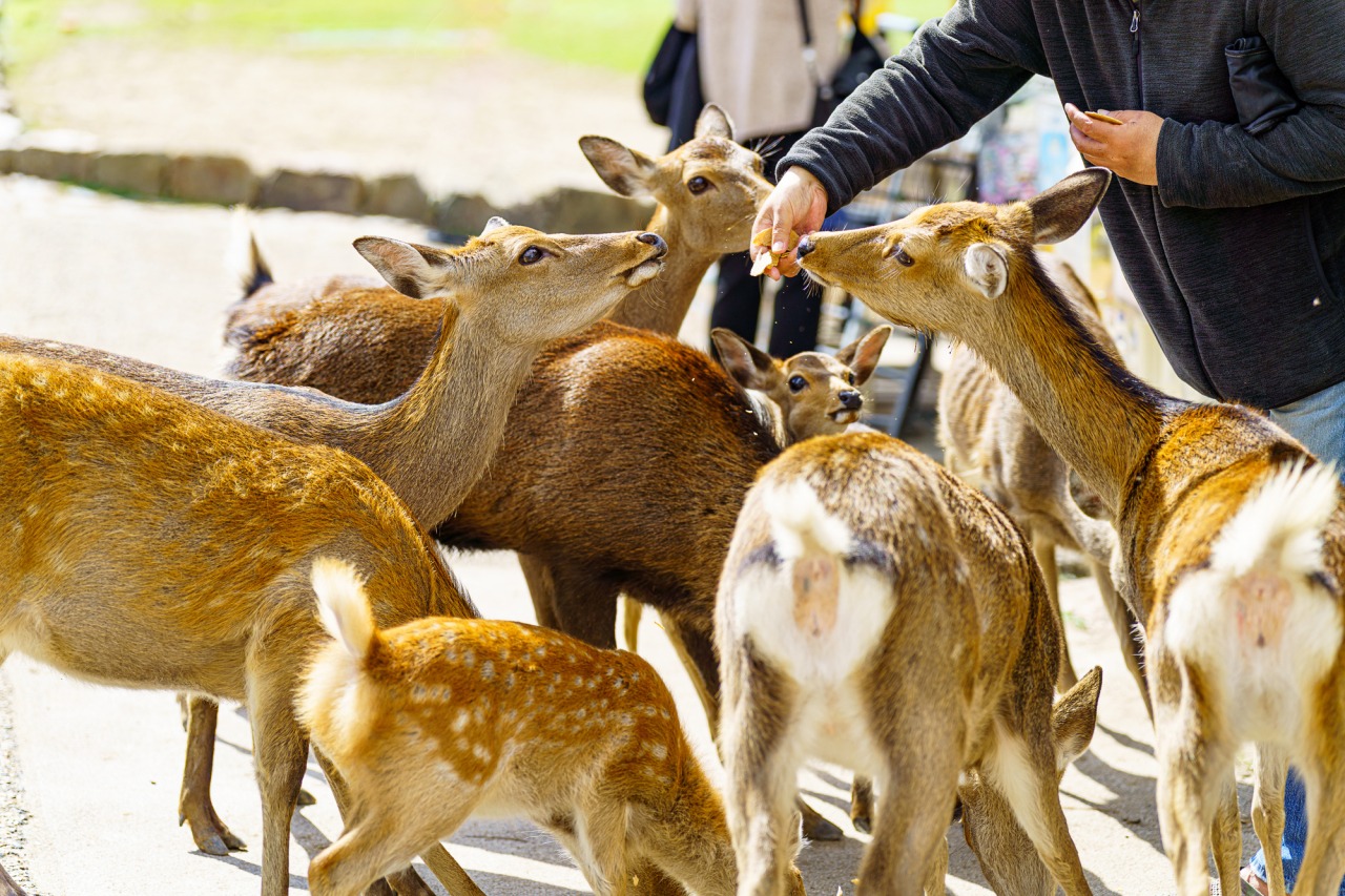 奈良公園
