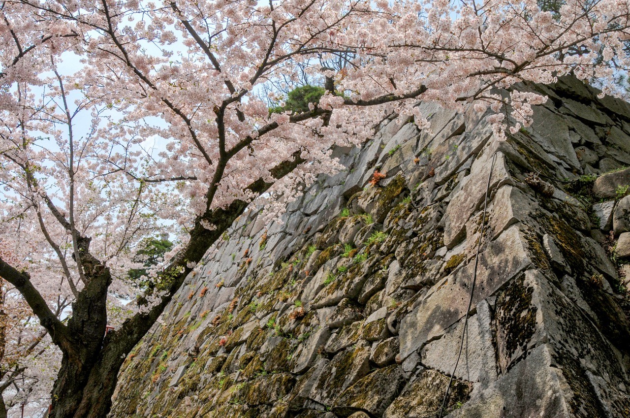 盛岡城跡公園（岩手公園）