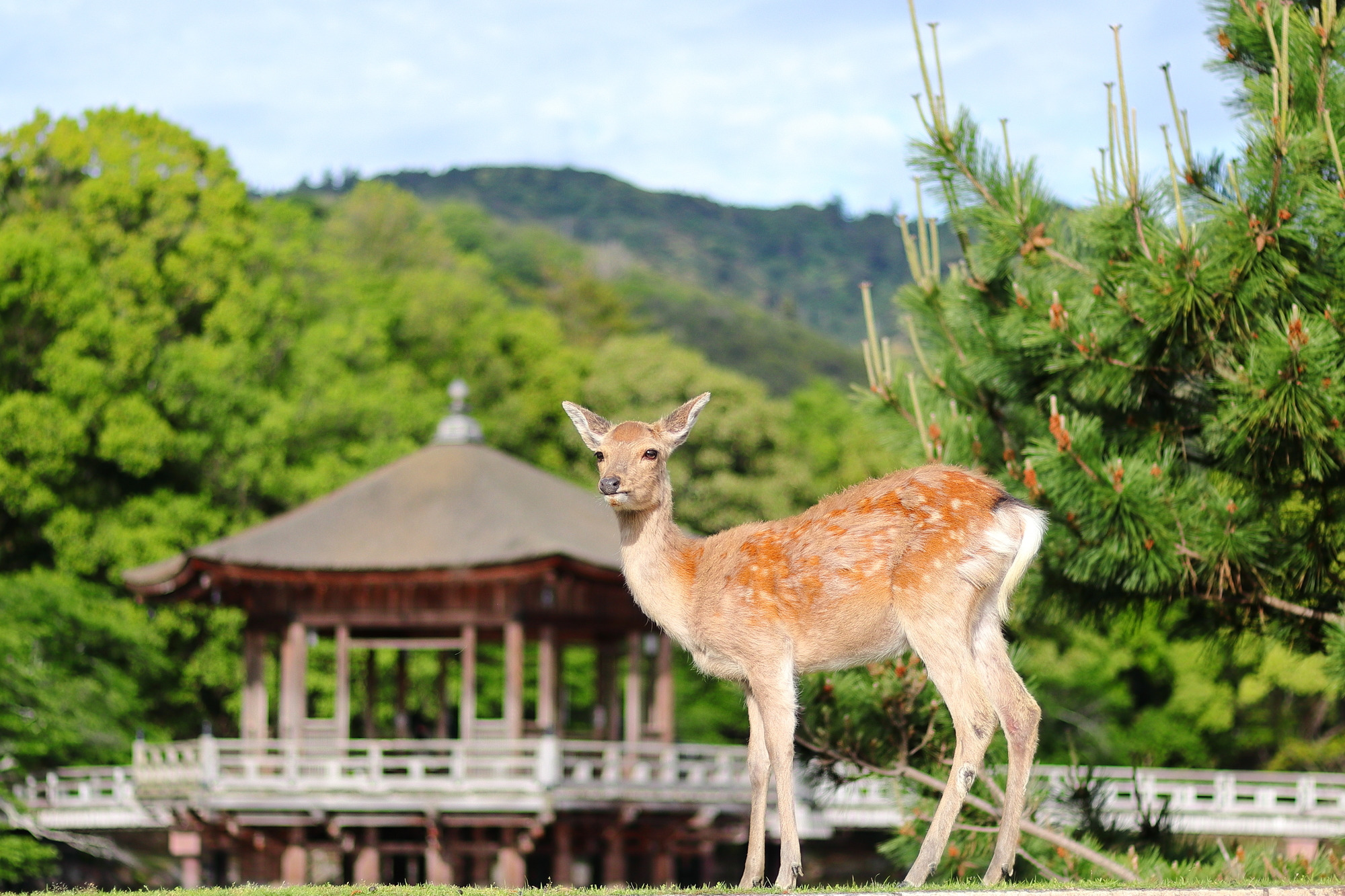 奈良公園周辺