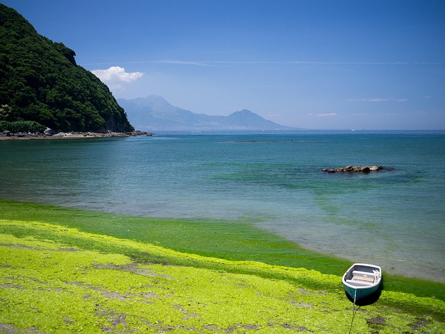 Amakusa