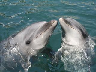 伊豆・三津シーパラダイス