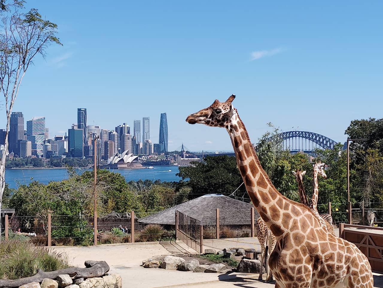 タロンガ動物園