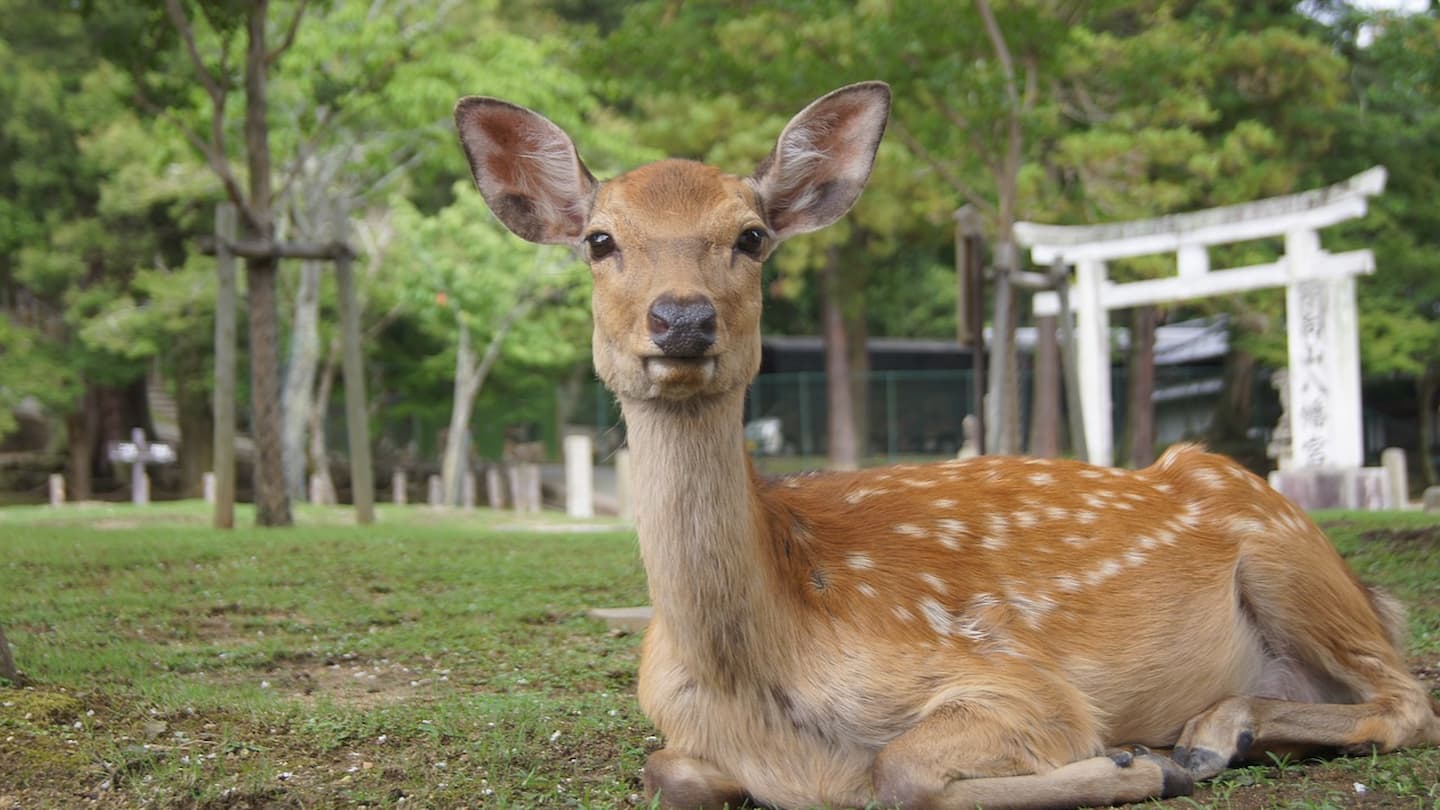 奈良公園