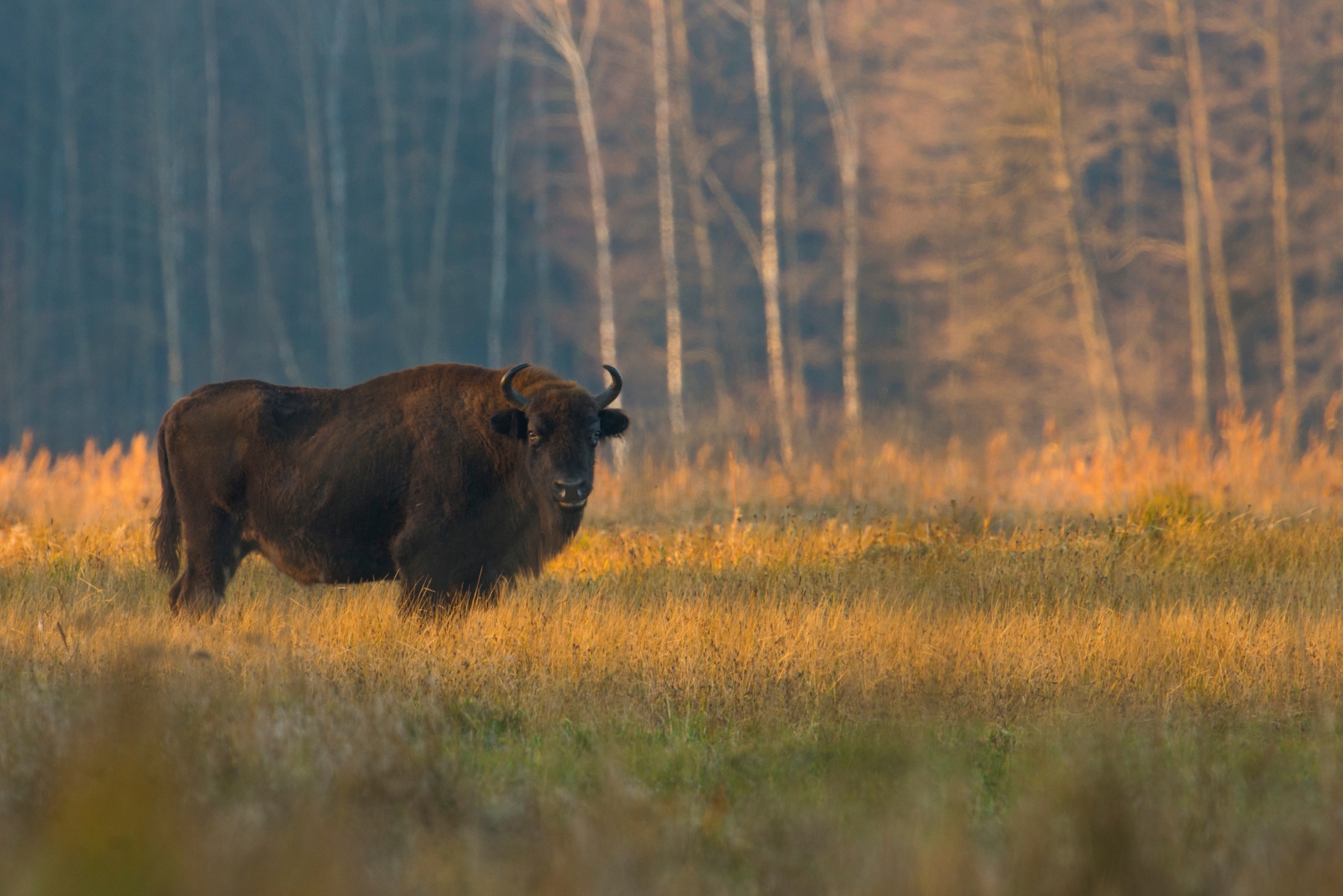 ビャウォヴィエジャの森(Białowieża Forest)