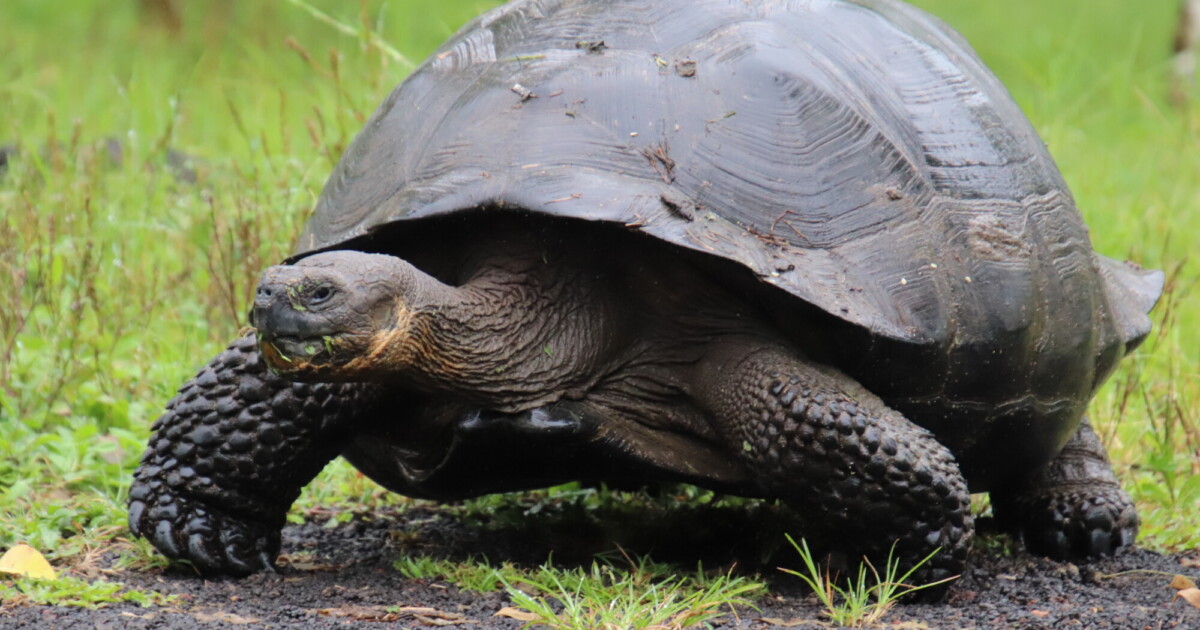 ガラパゴス諸島